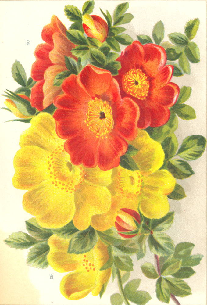 ROSES. Rosa Lutea; Copper Austrian Briar 1903 old antique print picture